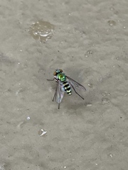 Condylostylus pruinosus