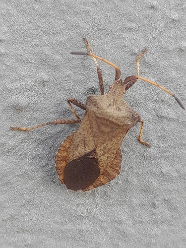 Dock Bug