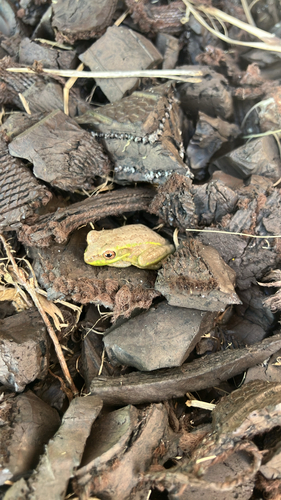 Cuban Tree Frog