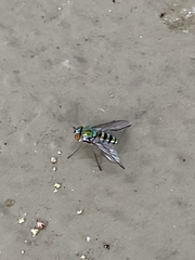 Condylostylus pruinosus