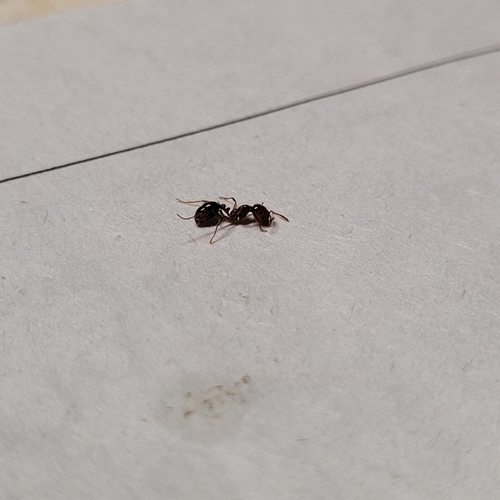 Red Imported Fire Ant