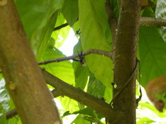 Polistes erythrocephalus