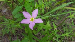 Sabatia angularis