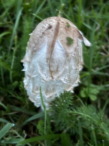 Shaggy Mane