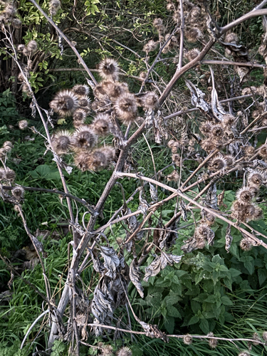greater burdock