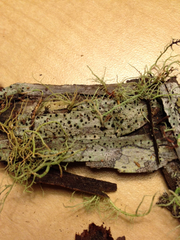Caliciaceae