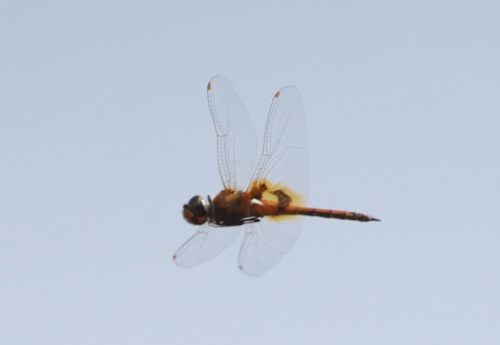 Keyhole Glider