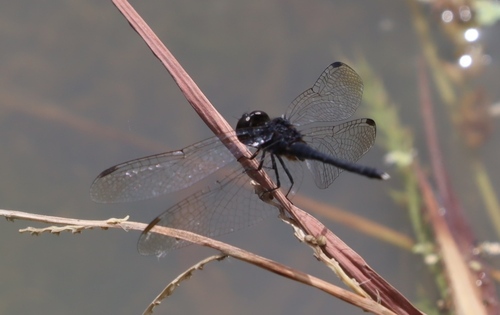 Black Percher
