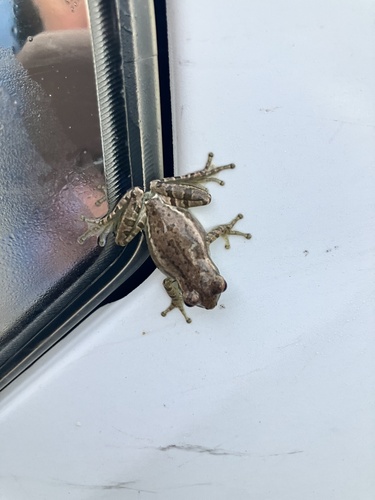 Cuban Tree Frog