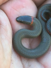 Diadophis punctatus modestus