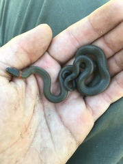 Diadophis punctatus modestus