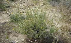 Menodora scabra glabrescens