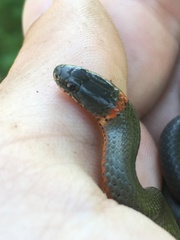Diadophis punctatus modestus