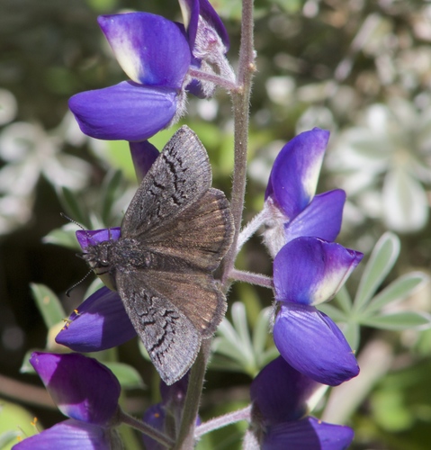 Sleepy Duskywing photo 6
