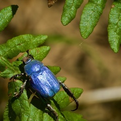 Hoplia coerulea