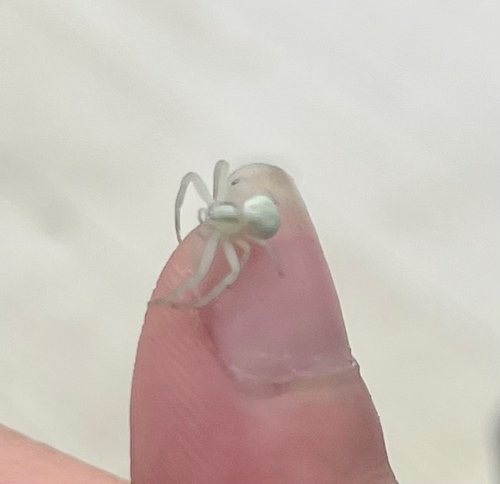 Goldenrod Crab Spider