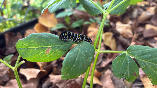 Eastern Black Swallowtail