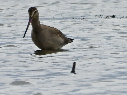 Hudsonian Godwit