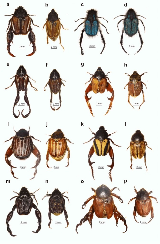 Pachycnema