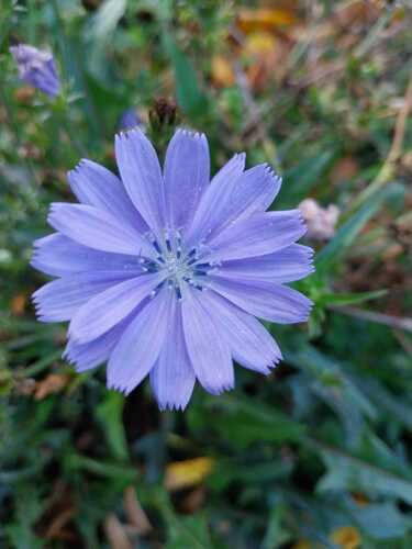 chicory