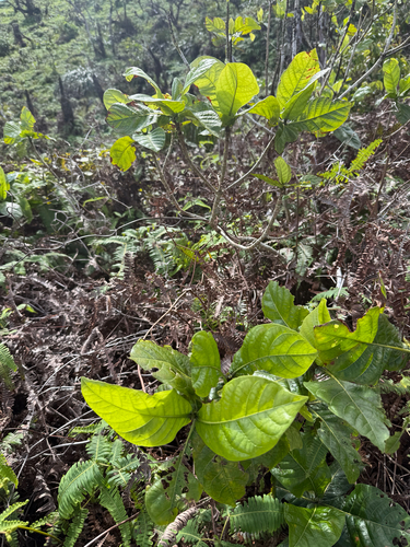 Gardenia remyi observed 2026-10-11