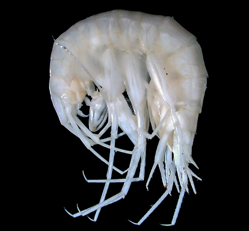 Stygobromus floridanus