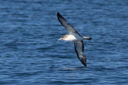 iNaturalist image