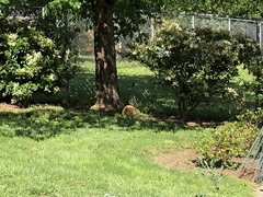 Pipilo erythrophthalmus