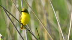 Pseudocolopteryx acutipennis