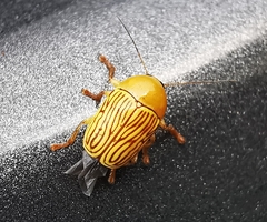 Cryptocephalus umbonatus