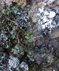 Chenopodium triandrum
