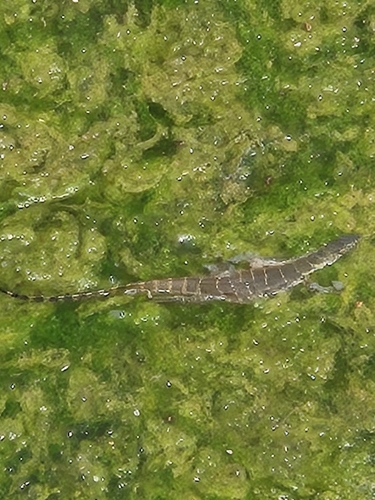 Nile Monitor