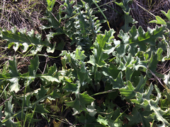 Cirsium fontinale obispoense