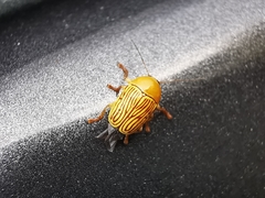 Cryptocephalus umbonatus