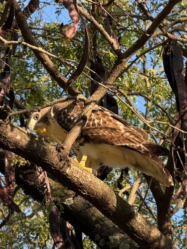 Red-tailed Hawk