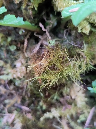 Flexitrichum gracile observed 2026-05-30
