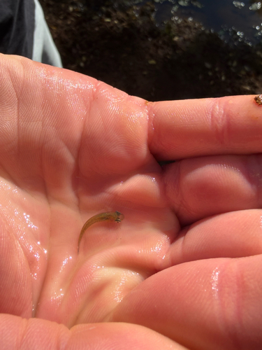 Eastern Mosquitofish