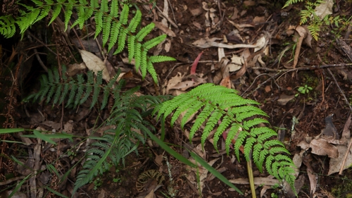 mother shield-fern
