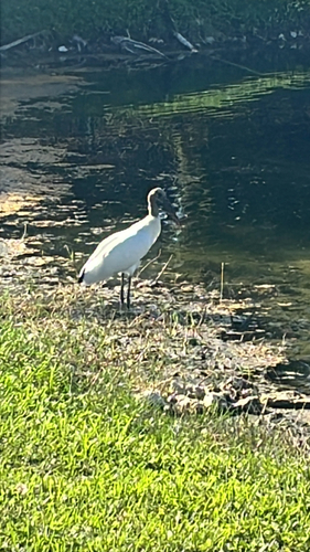 Wood Stork