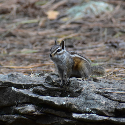 Gray-collared Chipmunk observed by mrpinkeyes