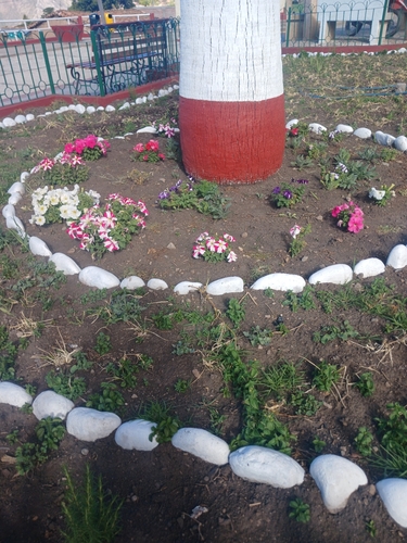 Petunia atkinsiana observed 2026-10-14