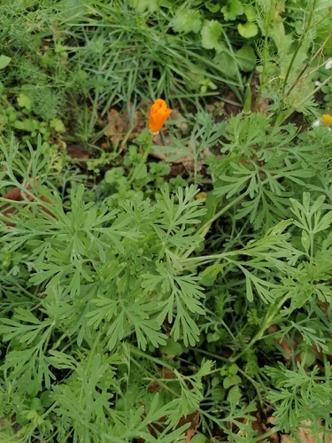 California poppy