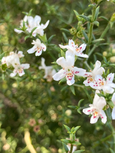 Westringia rigida, 2026-10-14