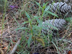 Lavandula pedunculata
