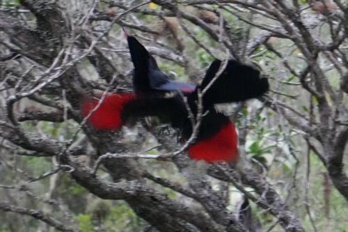 iNaturalist image