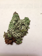 Menegazzia subsimilis