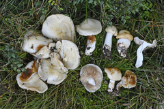 Cortinarius olorinatus