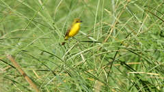 Pseudocolopteryx acutipennis