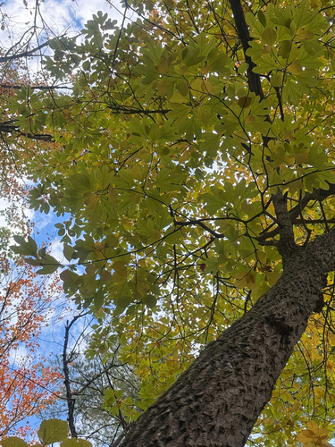sassafras
