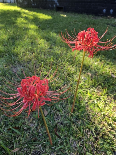 red spider lily